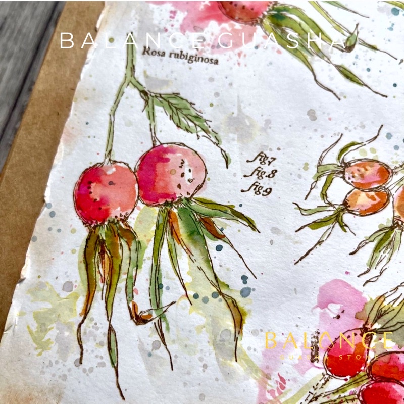 TINH DẦU DƯỠNG DA HỮU CƠ NỤ TẦM XUÂN ROSEHIP OIL - CẤP ẨM & SÁNG DA & TRẺ HÓA & PHỤC HỒI DA HƯ TỔN