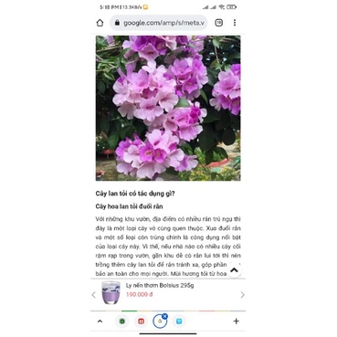 cây hoa lan tỏi giống