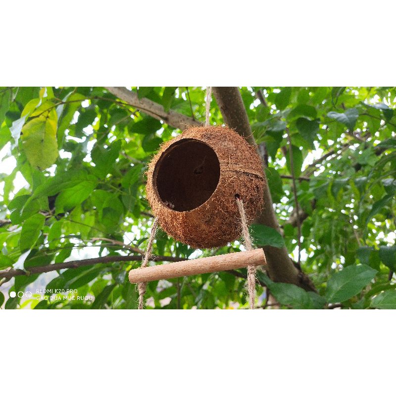 TỔ CHIM GÁO DỪA 4 THANG - TỔ TREO NUÔI SÓC