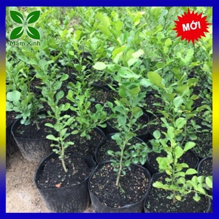 Cây chúc, cây chanh thái hấp gà cao 50cm