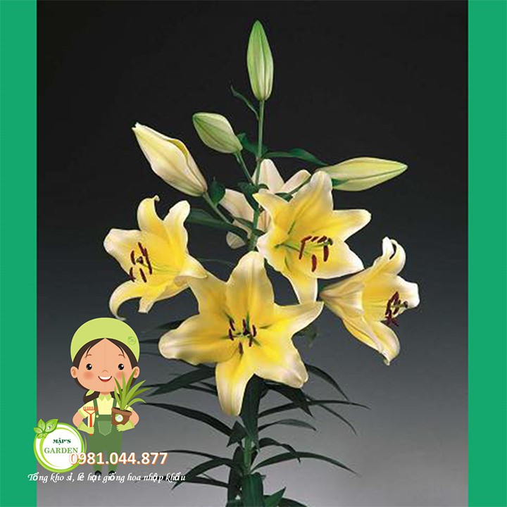 Củ giống hoa ly vàng thơm size to 5-9 bông/cây