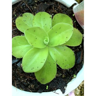 Cây Cỏ Bơ, cây bẫy dính bắt côn trùng Pinguicula Gigantea