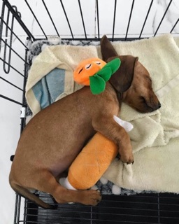 Đồ chơi đùi gà chít chít cho thú cưng