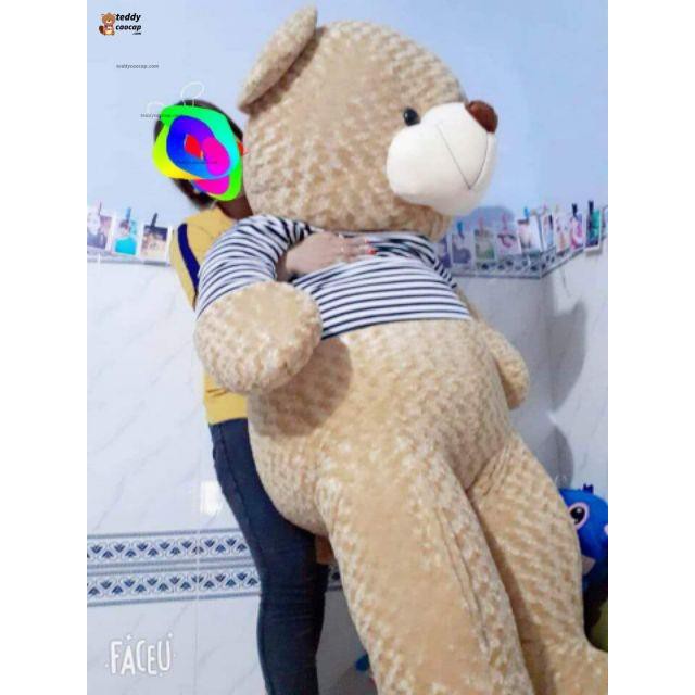 [GBX] Gấu bông teddy khổ vải 1m8 cao 1m6  Gaubongxanh