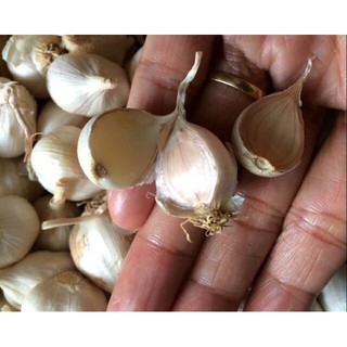 TỎI 3 TÉP -LÝ SƠN (1kg)