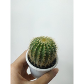 Xương rồng BÓNG VÀNG