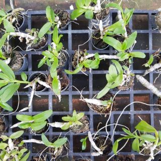 Hoa phong lan trầm rồng đỏ cốc 1.5