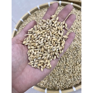 Lúa mạch thức ăn cho gà ,chim,vẹt,hamster