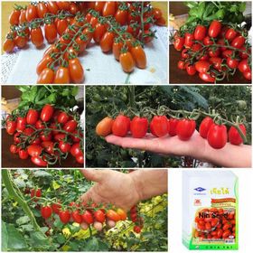 HẠT GIỐNG CÀ CHUA CHERRY ANH ĐÀO F1 THÁI LAN - ĐỎ