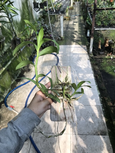 |SIÊU ĐẸP| Trầm 6 Mắt Thơm