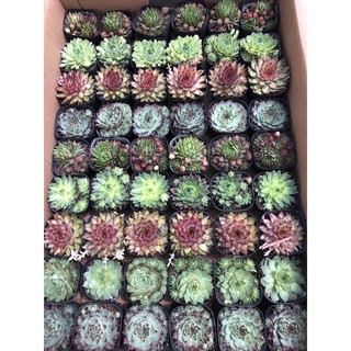 Sen đá Phật Bà nhiều màu