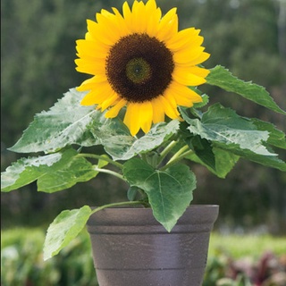 Hạt giống hướng dương lùn 1 bông (tặng kèm phân bón và kích mầm)