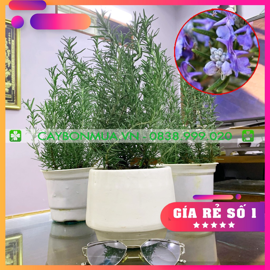 [TRI ÂN] Cây Hương Thảo - Rosemary ( ảnh thật), cây size trung cao 20-25cm, một chậu 3 thân.