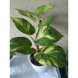 Betel Ivory jumbo