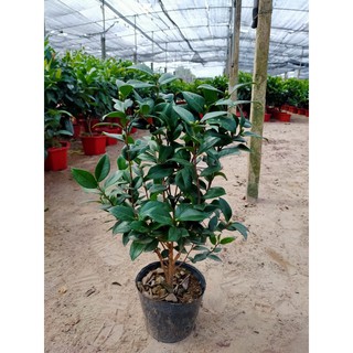 Cây hoa trà mi Việt Nam đang có nụ tết nở hoa