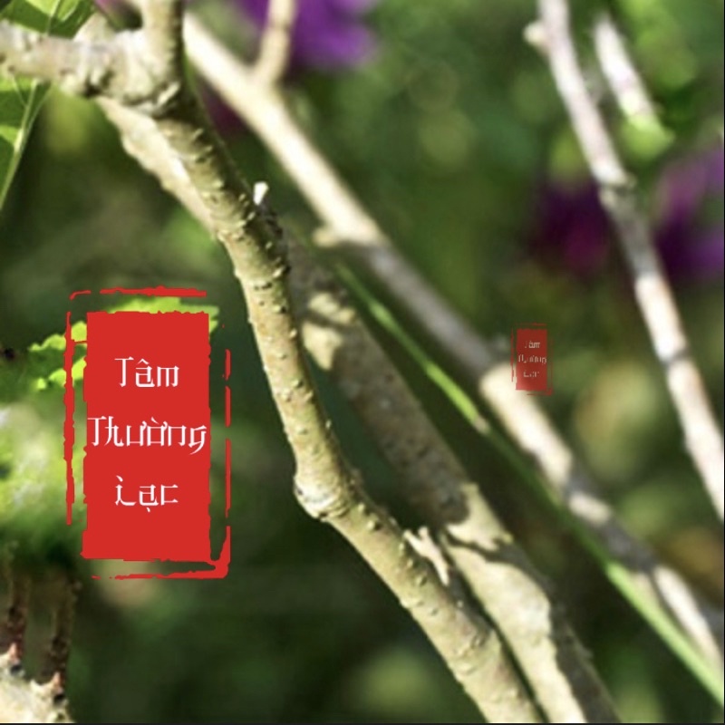 Bó cây dâu tằm và roi dâu tằm trừ tà