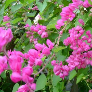 Cây hoa tigon. Cây rất dễ trồng ạ.