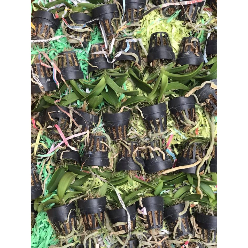 ĐAI CHÂU HỒNG CÁNH SEN CÂY GIỐNG