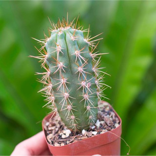Xương rồng trụ gai cong 10-15cm