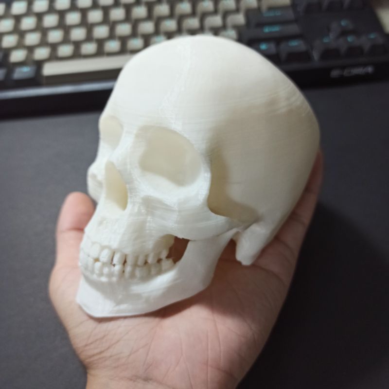 Mô hình đầu lâu cao 10cm, trang trí chuồng bò sát, tiểu cảnh, decor, kinh dị, halloween