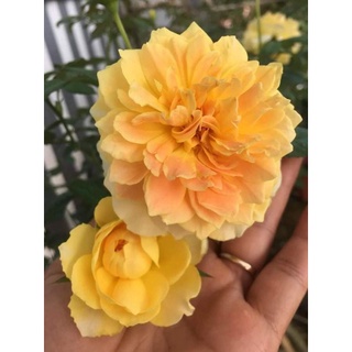 Hoa hồng sadec
