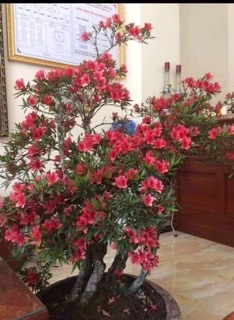 Cây Giống Đỗ Quyên
