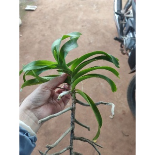 1 cây vanda nâu rừng