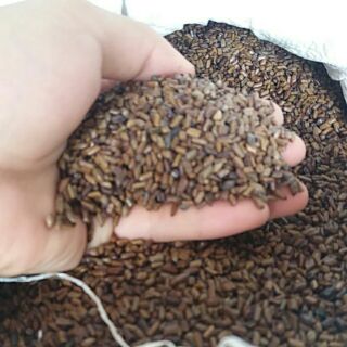 (Mua nhiều từ 50 kg trở lên giảm 23k,cho bất cứ khách hàng )🎀🔴Hạt muồng muồng 1kg/hạt thảo quyết minh