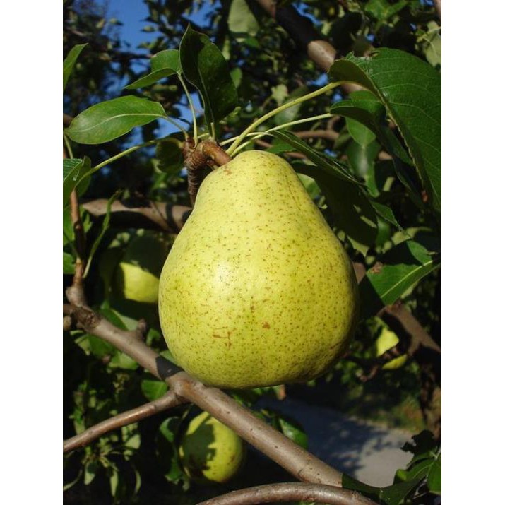 CÂY LÊ GIỐNG + Tặng (0,3kg) phân hữu cơ cao cấp