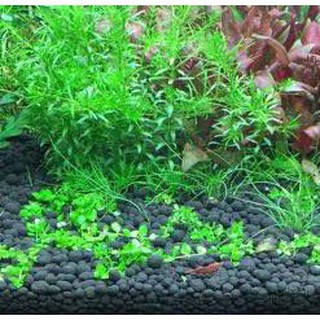 Phân Nền Thủy Sinh Aquabest (9L)