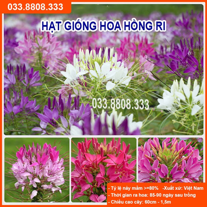 HẠT GIỐNG HOA HỒNG RI CỰC CHẤT LƯỢNG, DỄ TRỒNG NẢY MẦM NHANH