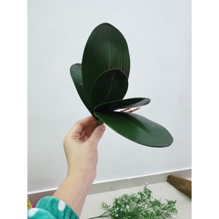 1 cụm lá lan hồ điệp