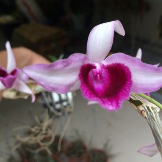 Giã Hạc Châu Như