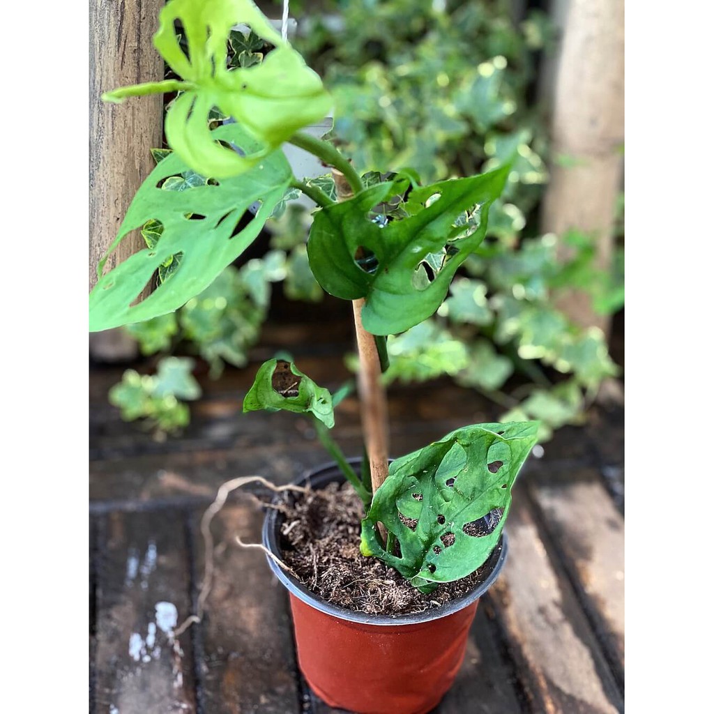 Cây Monstera adansonii Vine Forms (Trầu Bà Lỗ Dạng Leo, Quái Vật Lỗ Dạng Leo) buộc cột chậu nhựa có nhiều notes để nhân