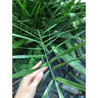 Cây giống chà là Thái Lan