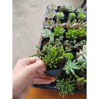Xương rồng gạc nai - lộc nhung - sừng hưu (Đọc mô tả) Rhipsalis cereuscula