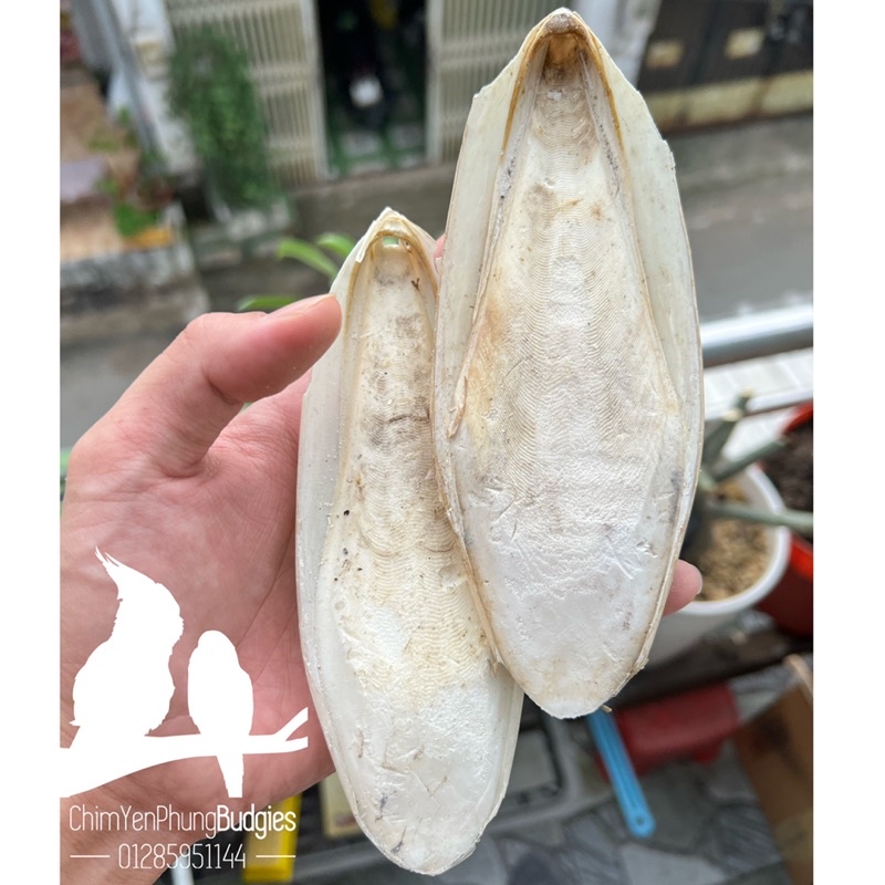 1 miếng nan mực-mai mực size nhỏ cho thú cưng [tặng kèm 1 miếng size mini] mua 1 được 2.