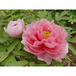 củ hoa mẫu đơn ngũ sắc đại đóa