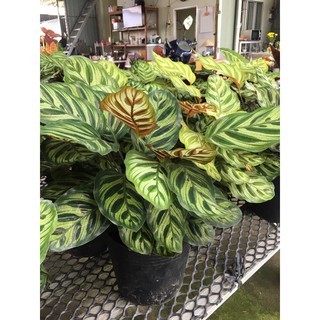 Cây đuôi công Calathea makoyana