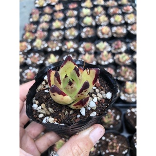 Sen đá Đế Vương 4cm