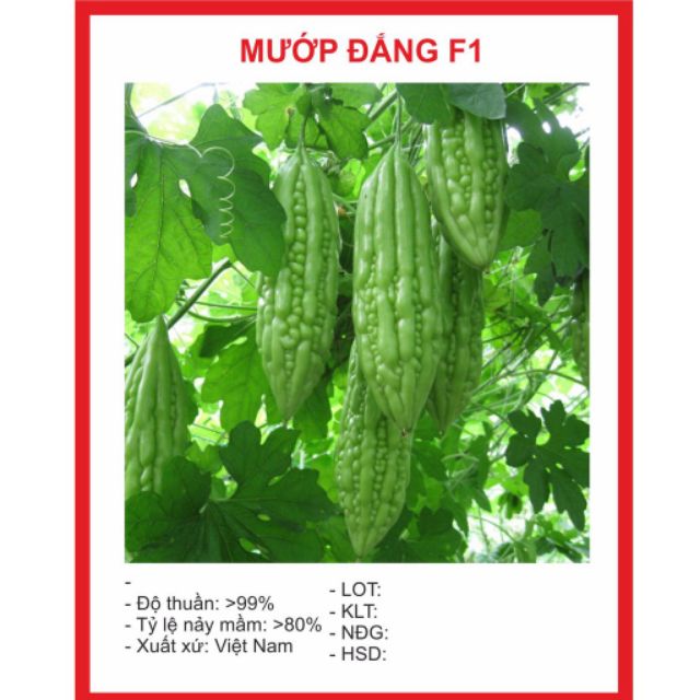 Hạt Giông Mướp Đắng 5 Hạt