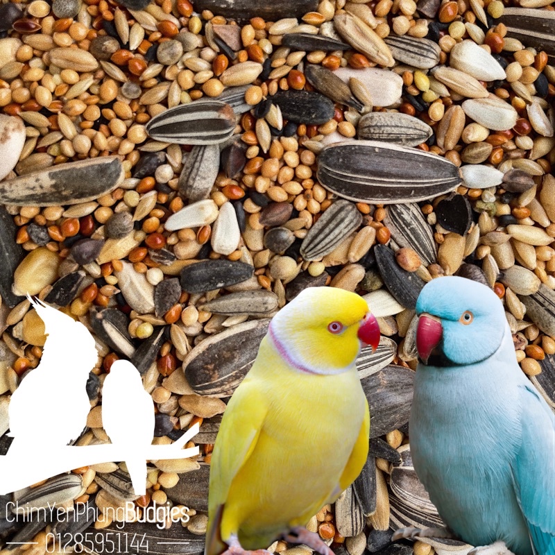 1kg ngũ cốc hỗn hợp cho vẹt Lovebird, Cockatiel, Parrotlet...