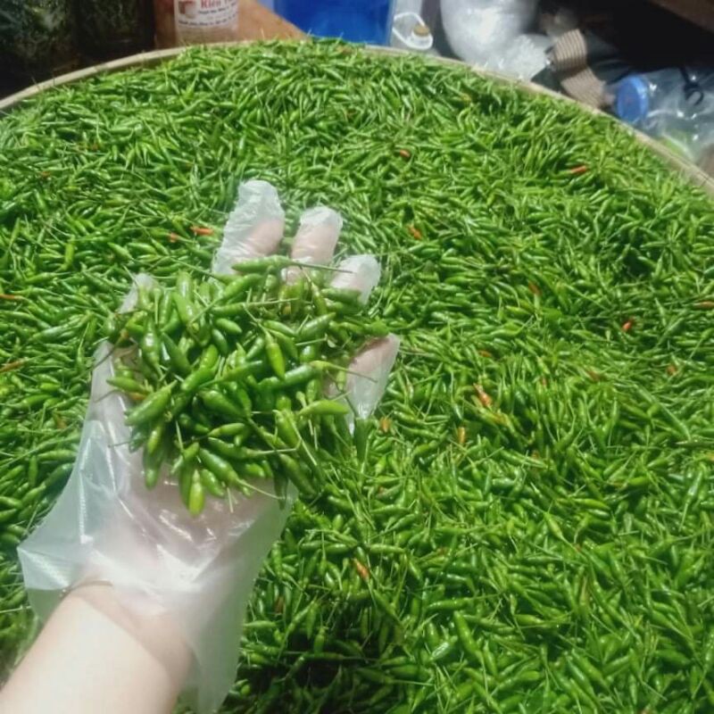 Ớt thóc xanh