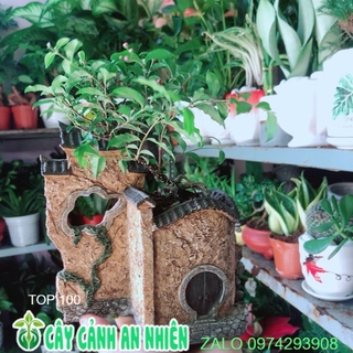 Chậu Cây Hồng Ngọc Mai Bonsai Mini
