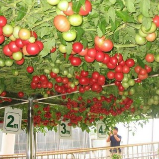 Hạt giống Cà Chua Bạch Tuộc Nga F1 - Gói 10 hạt