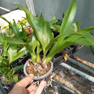 Hoa Lan Vũ nữ Hoàng Hậu