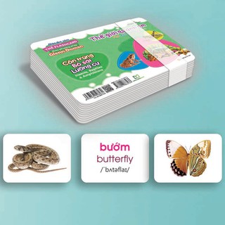Flashcard Glenn Doman - Thế Giới Quanh Em: Côn Trùng Bò Sát Lưỡng Cư