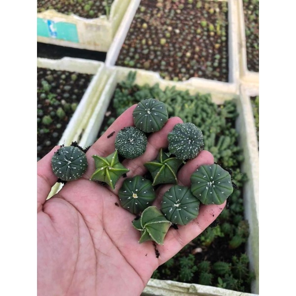 Xương rồng aster 2-2,5cm