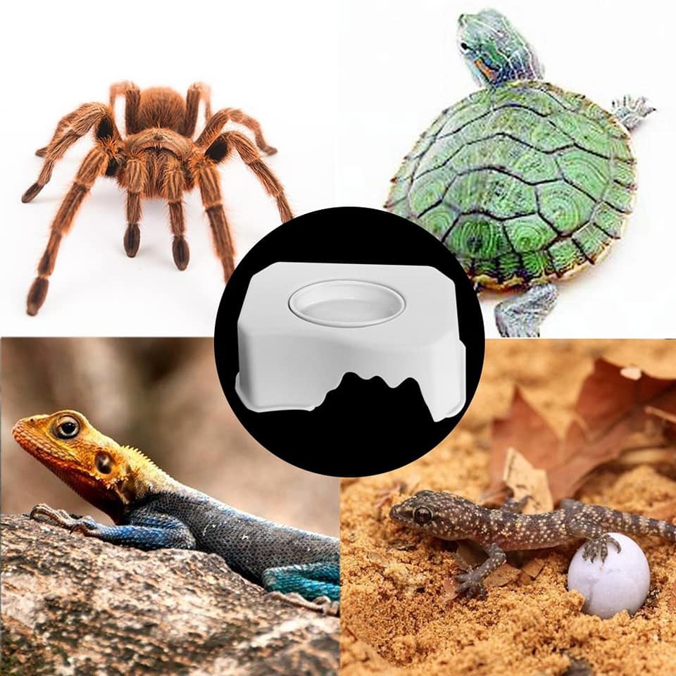 Hộp trú ẩn kèm bát ăn cho bò sát, nhện, bọ cạp, ếch, rắn nhỏ