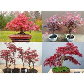 Hạt giống Phong Lá Đỏ 10 hạt dễ trồng